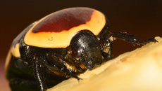 Kongo-Rosenkäfer (13).jpg